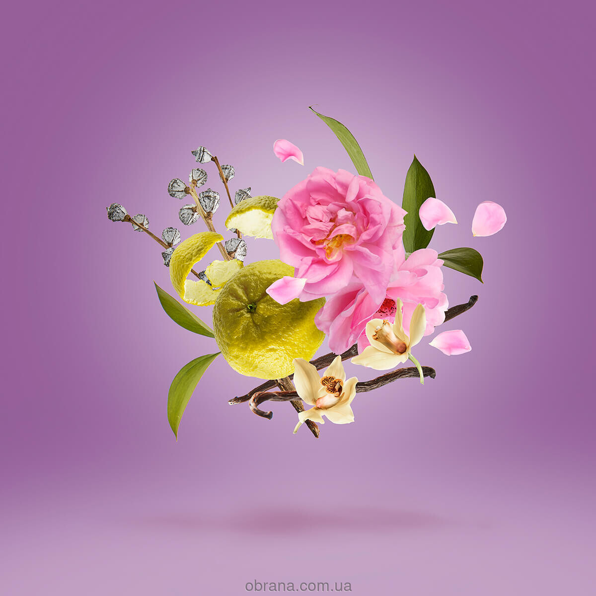 Casamorati 1888 La Tosca Xerjoff image 0