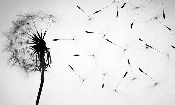 Seminalis Orto Parisi image 0