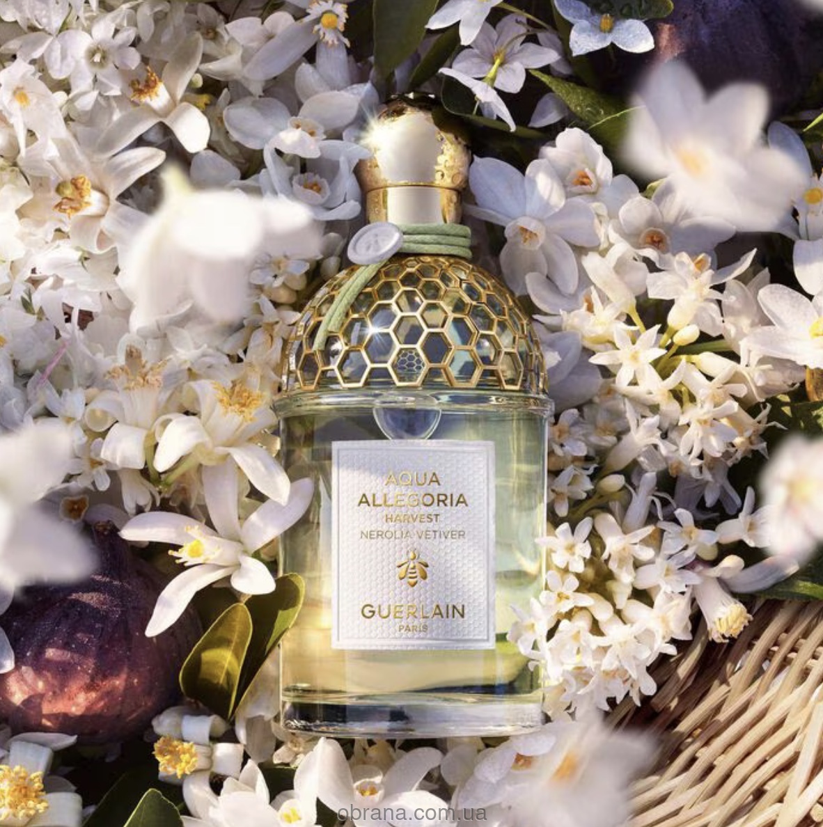 Aqua Allegoria Nerolia Vetiver Harvest Guerlain image 0