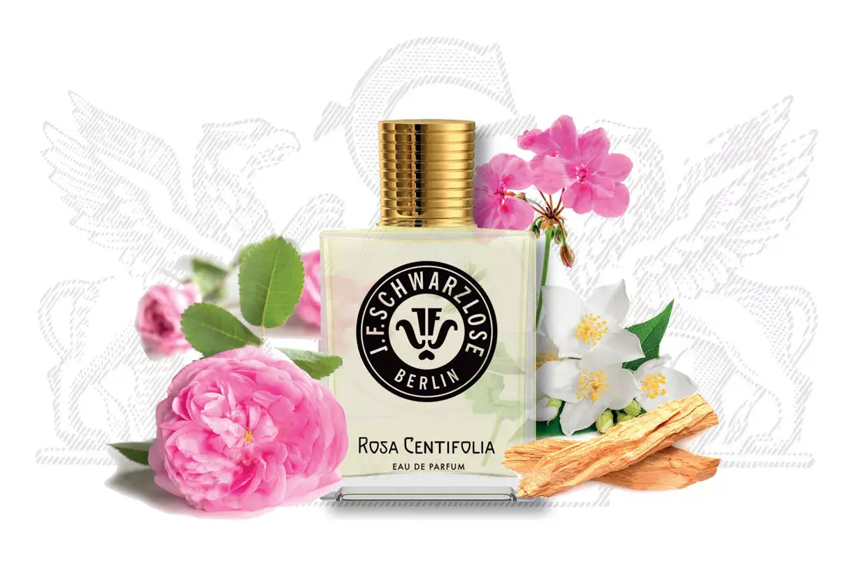 Rosa Centifolia J.F. Schwarzlose Berlin