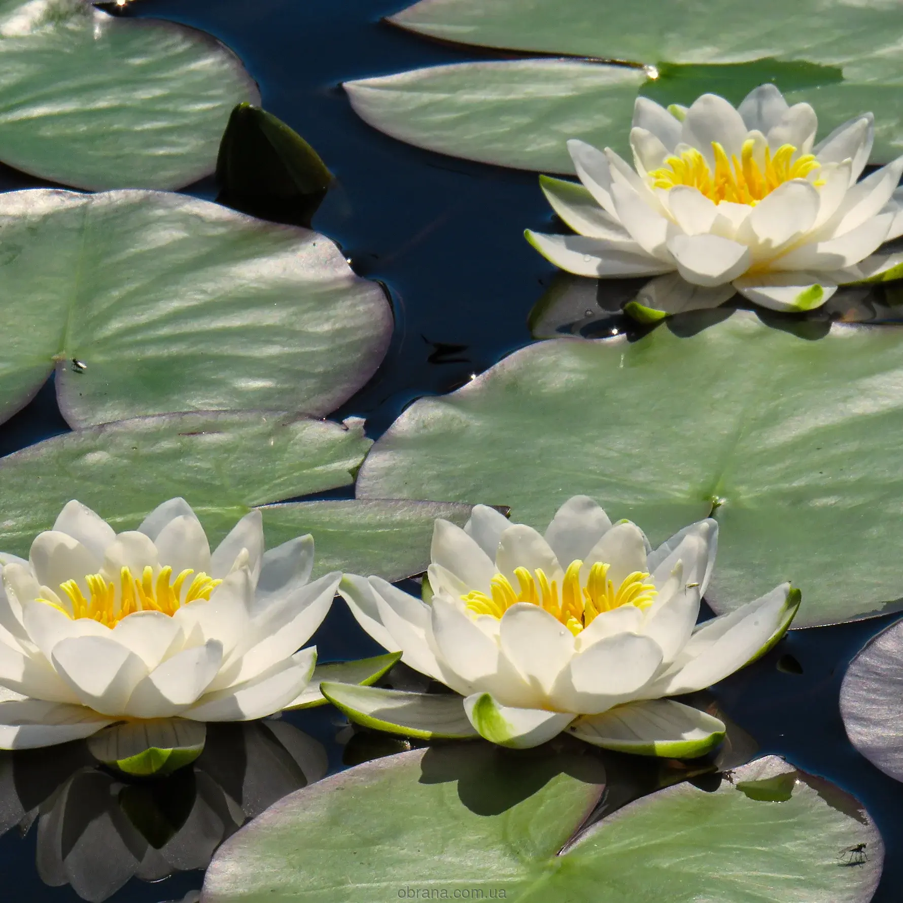 Fresh Orient Vertus image 0