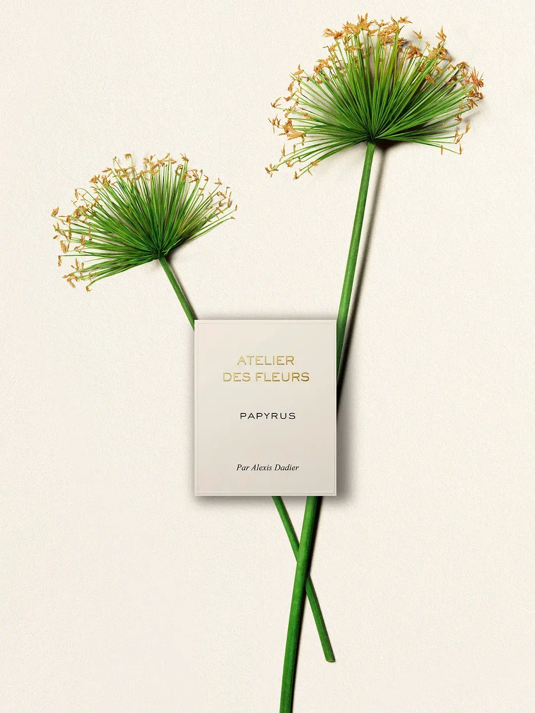 Atelier Des Fleurs Papyrus Chloé image 0