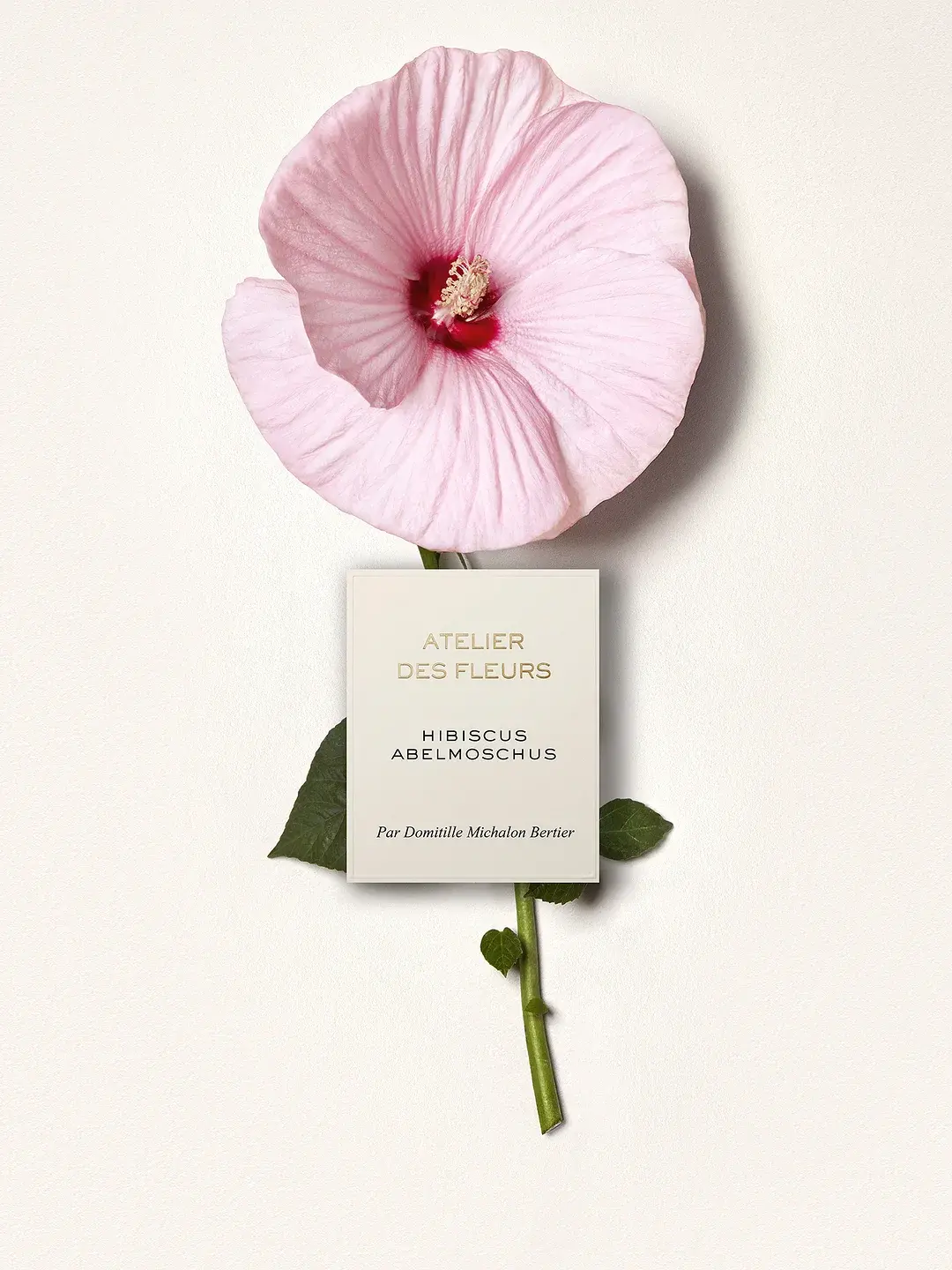Atelier Des Fleurs Hibiscus Abelmoschus Chloé image 0