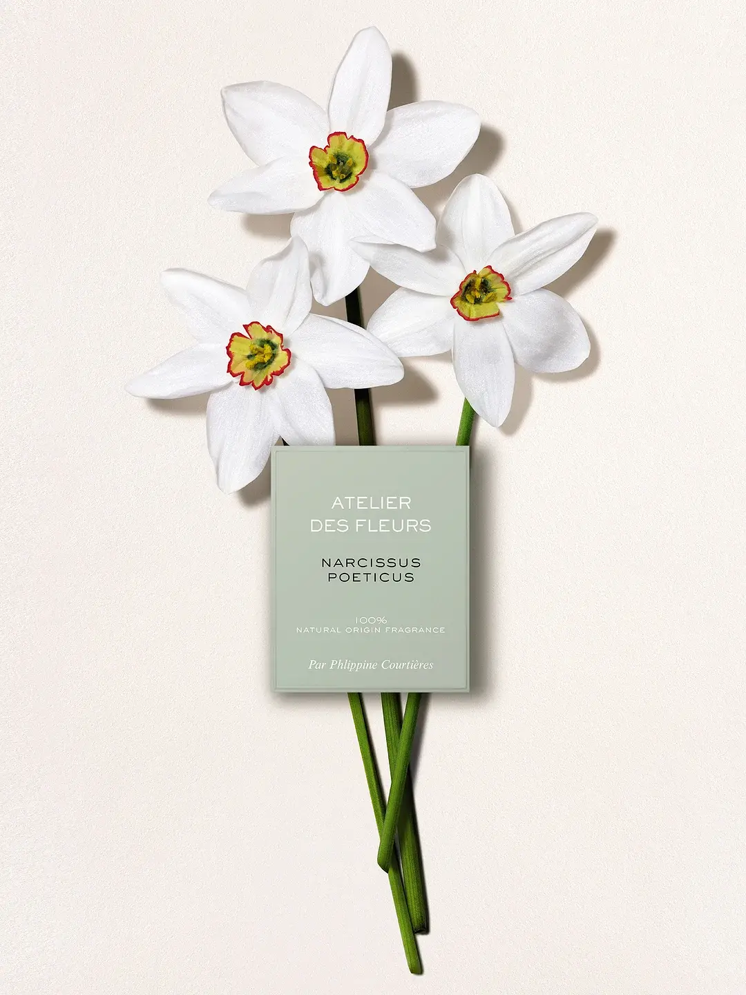 Atelier Des Fleurs Narcissus Poeticus Chloé image 0
