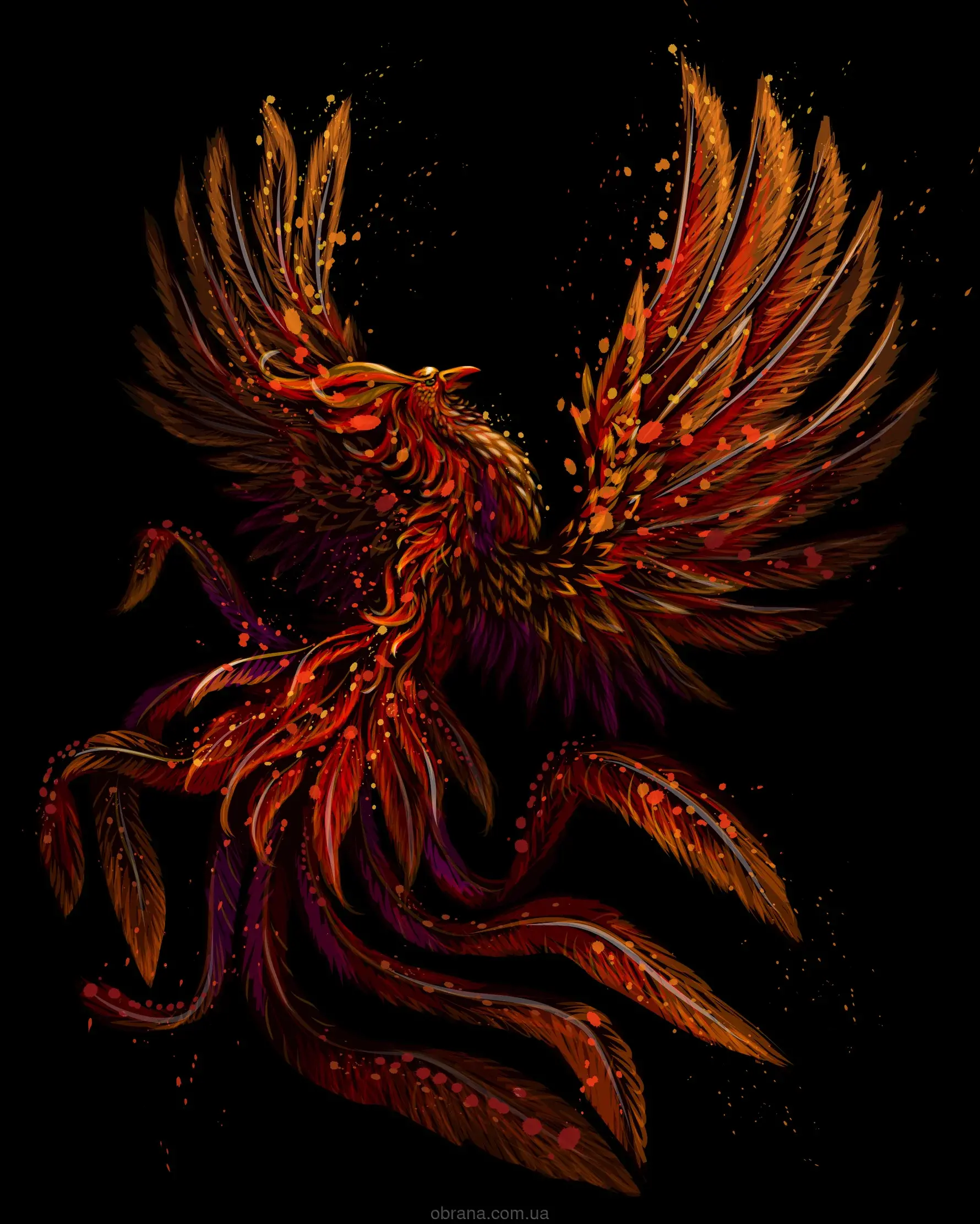 ANKA Vertus image 0