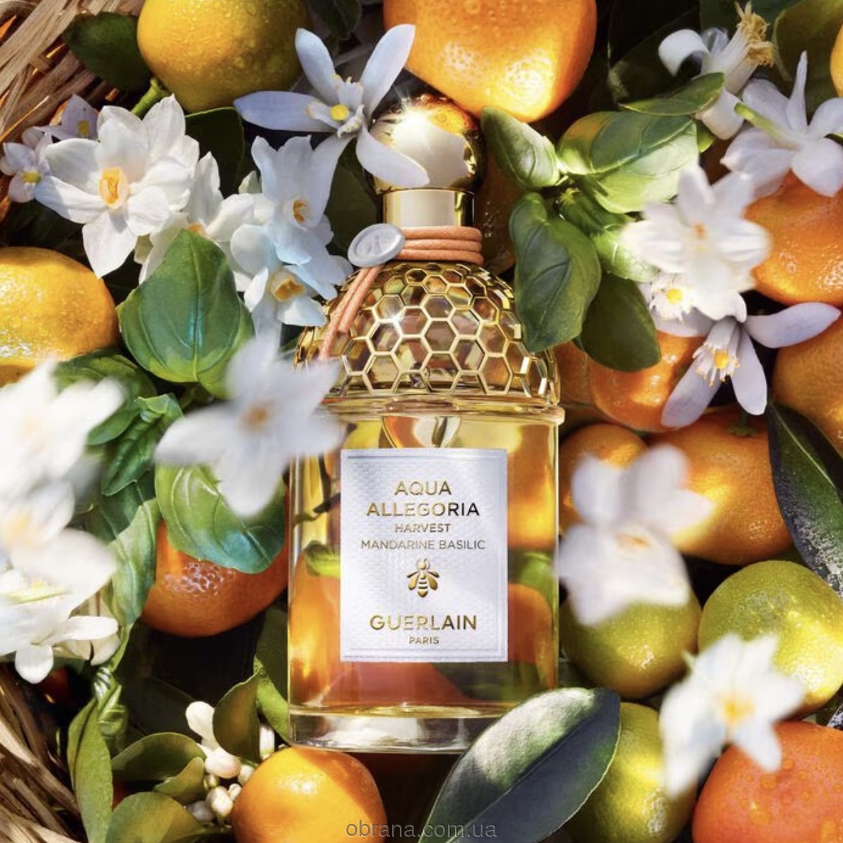 Aqua Allegoria Mandarine Basilic Harvest Guerlain image 0