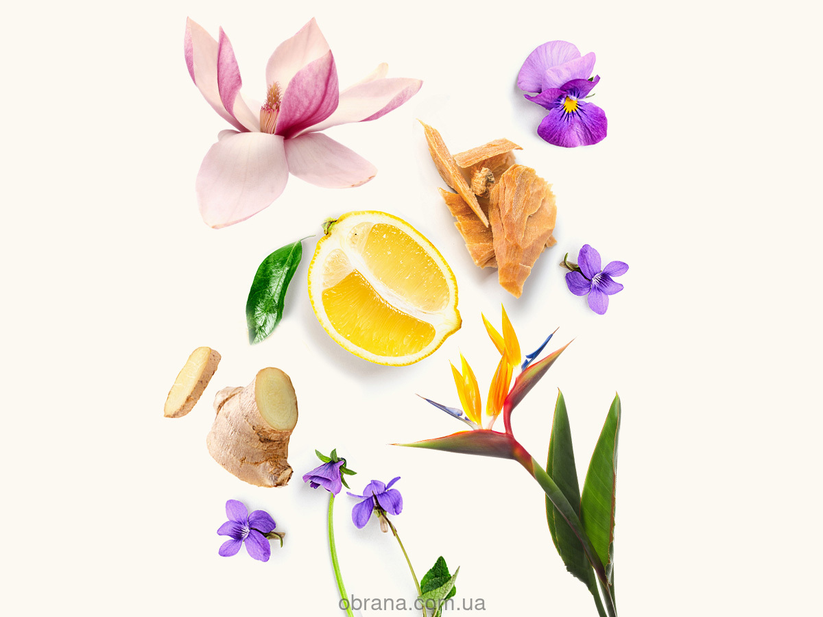 Rose Arabia Ginger WIDIAN image 0