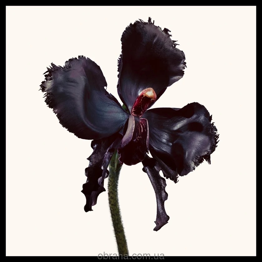 Black Orchid Reserve Tom Ford image 0