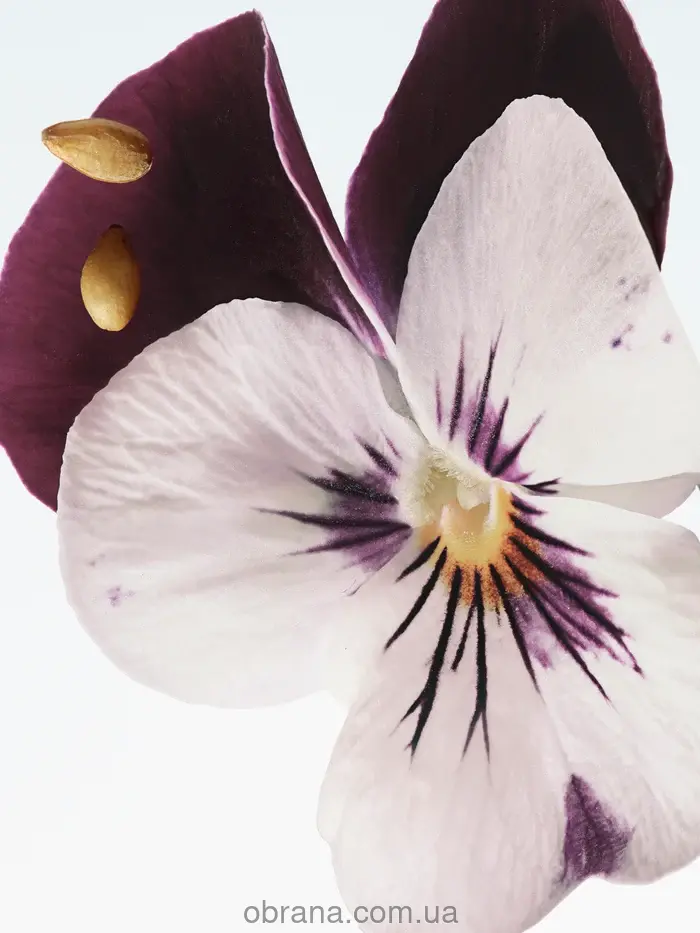 Velvet Violet Dries Van Noten 2026 image 0